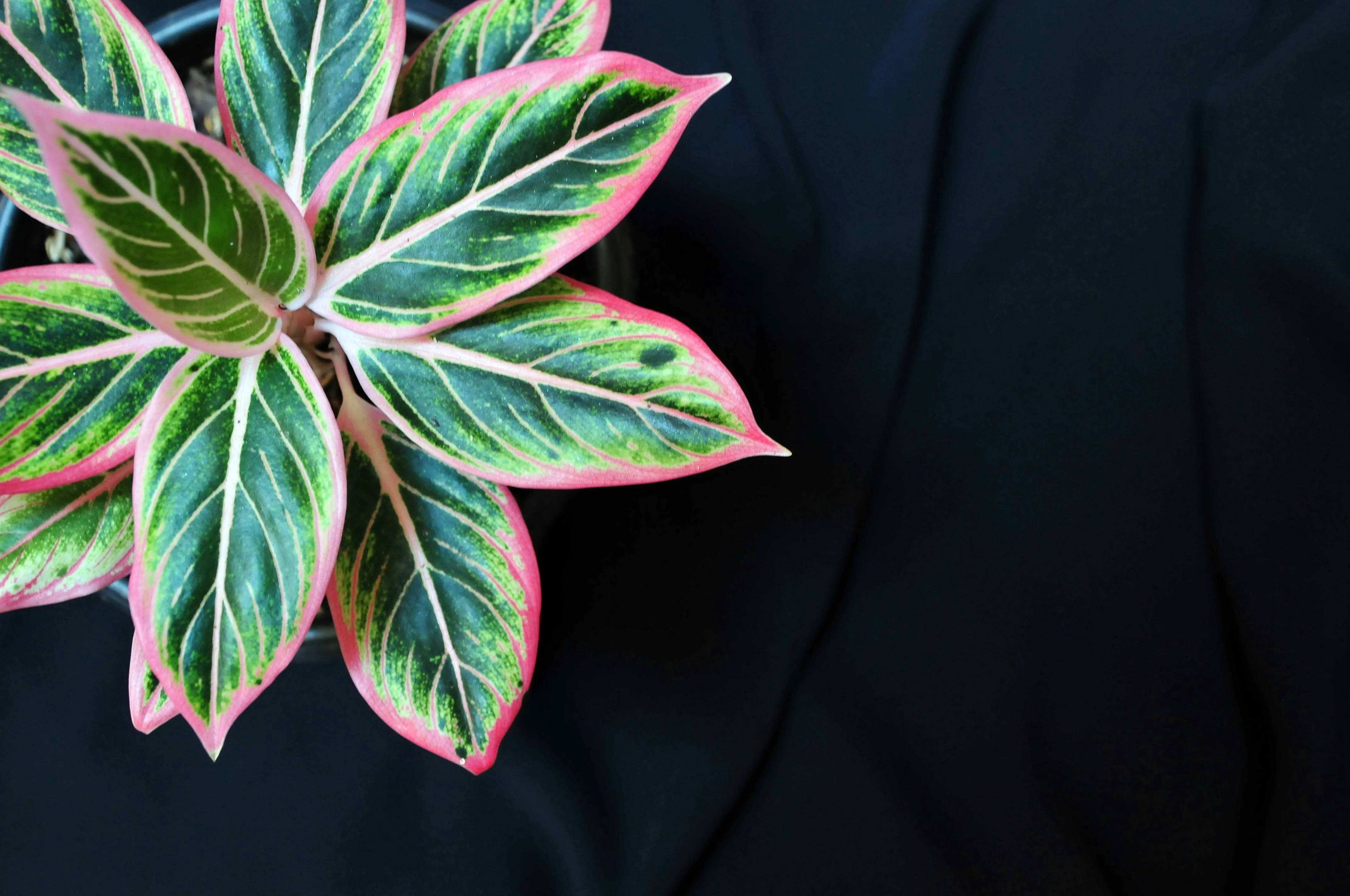 Aglaonema Silver Bay with broad silver-green variegated leaves displayed in a white ceramic pot on a wooden shelf in a bright living room