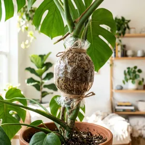 Air Layering - Plant Care Guide