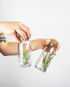 Air Plant (Tillandsia) Care Guide: The Soak vs. Mist Debate Solved featured article