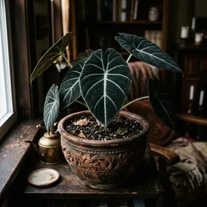 Close-up of Alocasia reginula dark velvety leaf texture with contrasting bright white veins