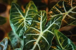 Large healthy Alocasia Frydek with deep green velvety leaves and white veins in a modern indoor setting