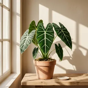 Alocasia Frydek plant with several large arrow-shaped velvet leaves growing in a bright, humid indoor spot.