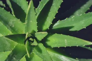Close up of the raised white tubercles and lace-like tips