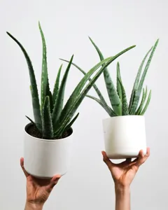 Healthy Aloe Vera succulent with thick, fleshy leaves in a terracotta pot near a sunny window