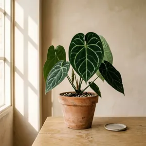 Anthurium Crystallinum plant with several heart-shaped velvet leaves growing in a humid grow cabinet.