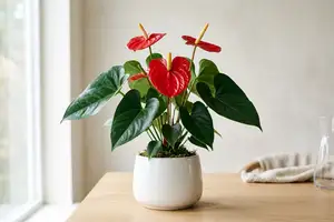 Anthurium plant with multiple red spathes and large green leaves in a white ceramic pot on a windowsill with filtered light.