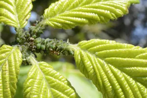 Aphids - Plant Care Guide