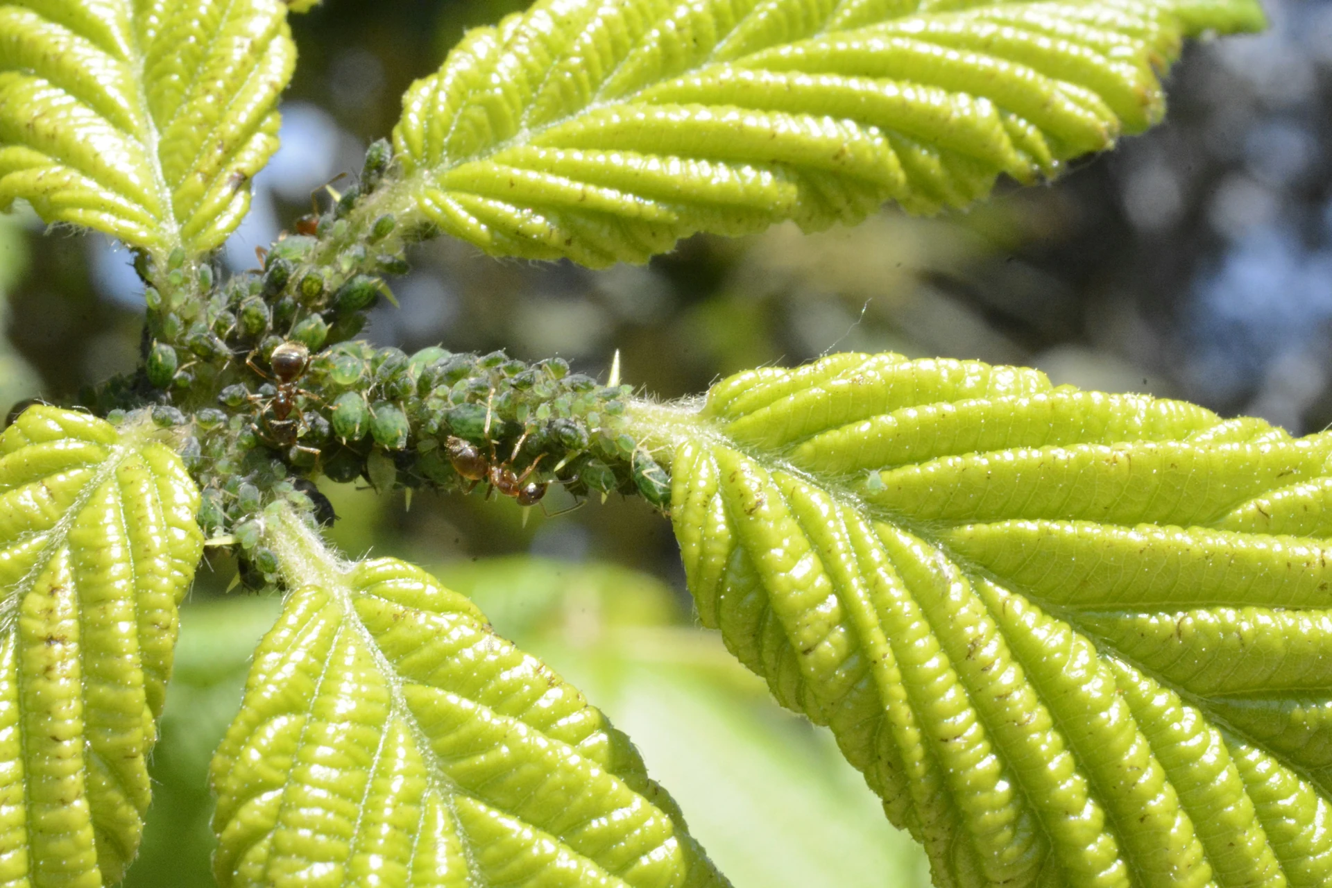 Aphids - Plant Care Guide