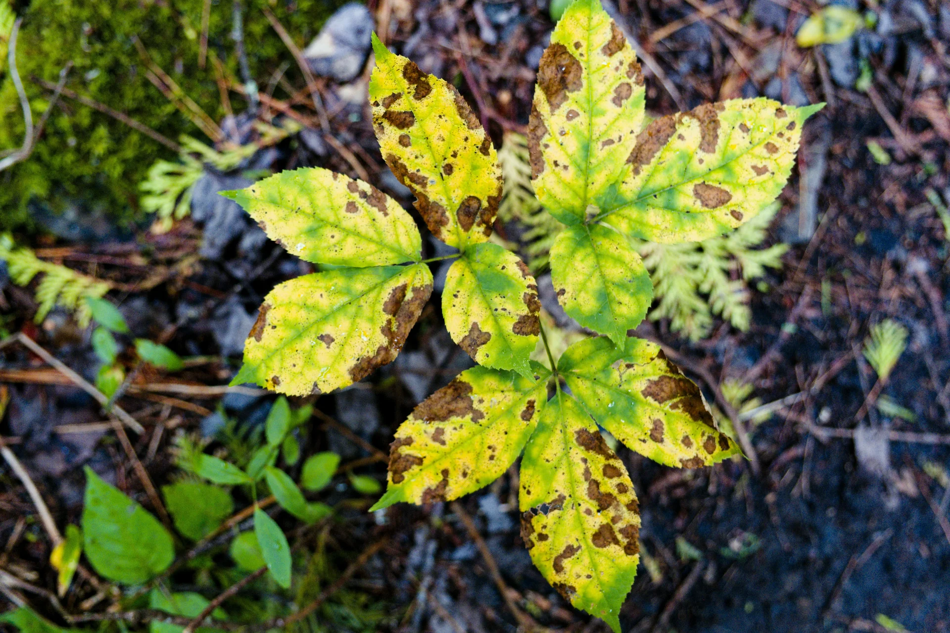 Bacterial Blight - Plant Care Guide