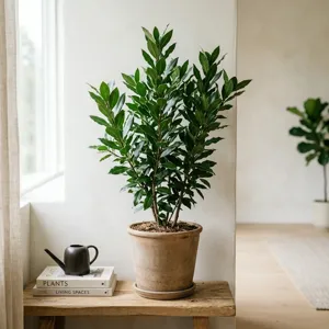 Bay Laurel (Laurus nobilis) plant profile thumbnail