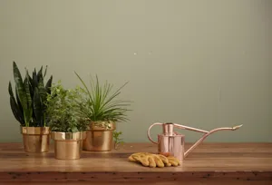 A table with a moisture meter, watering can, pruners, small pot, soil bag, and a healthy Pothos in a terracotta pot, bright window light