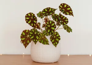 Close up of the silver spots and red undersides of the Begonia Maculata