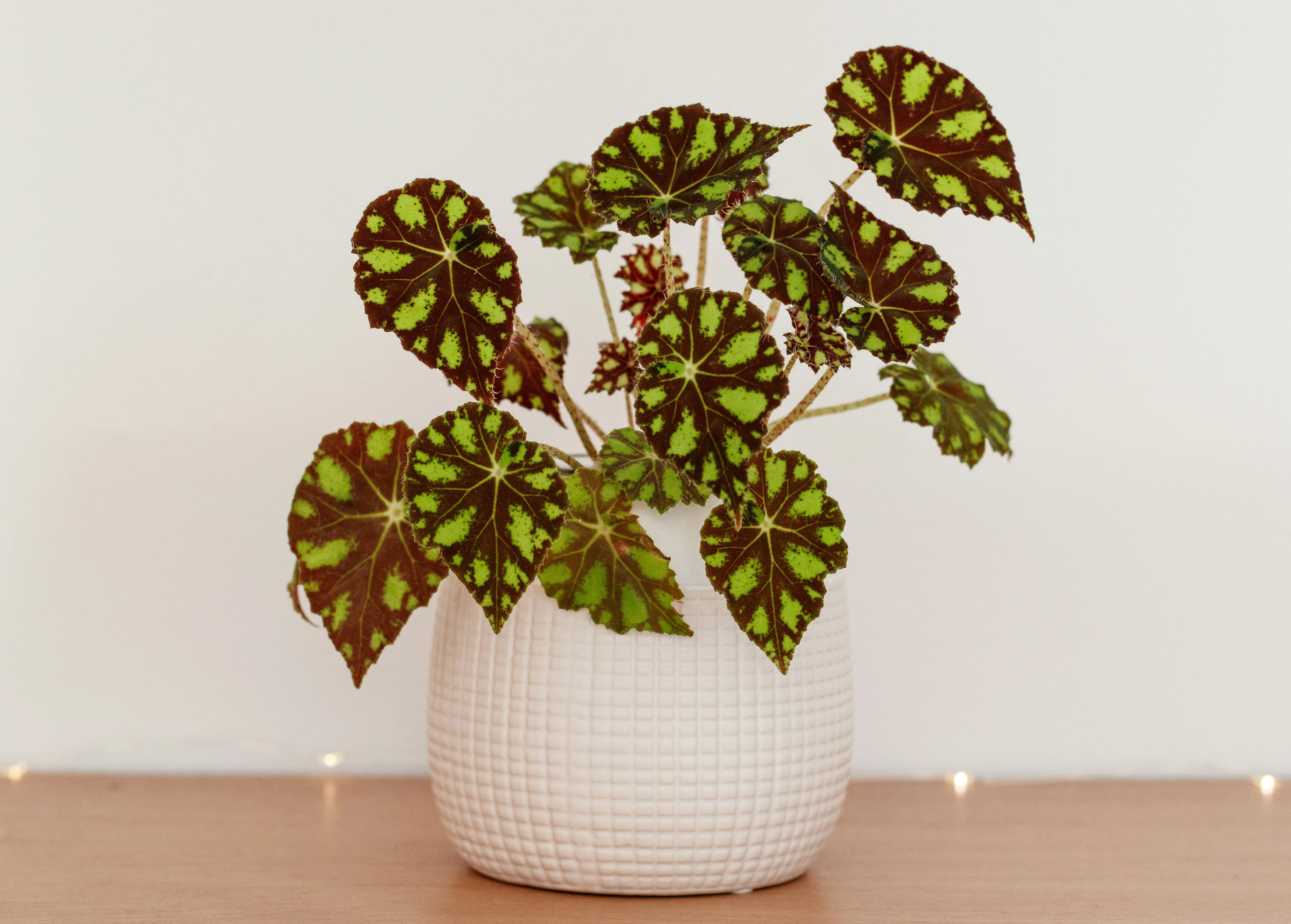 Close up of the silver spots and red undersides of the Begonia Maculata