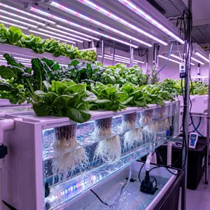 A hydroponic system with leafy greens growing in nutrient-rich water under LED grow lights, showing healthy root development