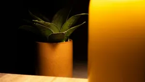 Pothos cascading from a shelf in a dim hallway lit by a small table lamp, green lush leaves