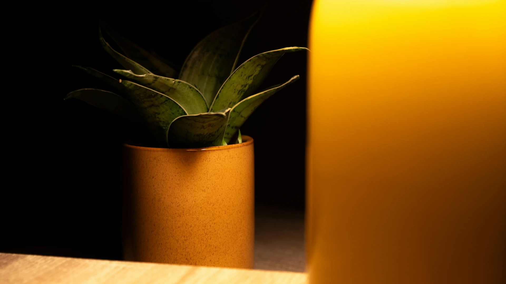 Pothos cascading from a shelf in a dim hallway lit by a small table lamp, green lush leaves