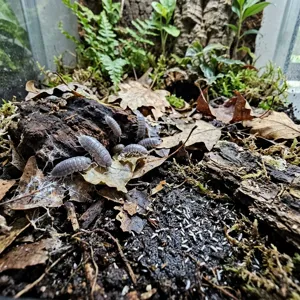 Bioactive terrarium floor with isopods feeding on leaf litter and decayed wood while white springtails graze a damp patch of substrate