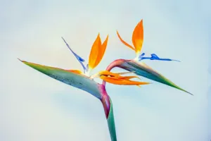 Healthy Strelitzia reginae Bird of Paradise with glossy green paddle-shaped leaves in a bright sunlit modern living room