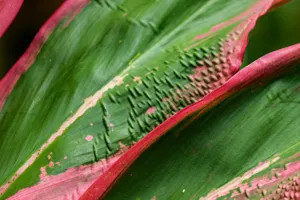 A Dracaena cutting in a glass jar of water, leaves showing black spots, with a thermometer reading 27°C (81°F) nearby