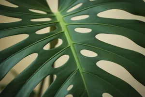 Mosquito Dunks in Houseplant Water: Preventing Summer Pest Breeding Indoors featured article