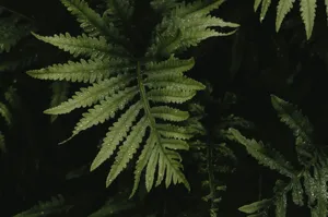 Boston Fern in a decorative pot on a shelf in a bright, humid bathroom next to a window.