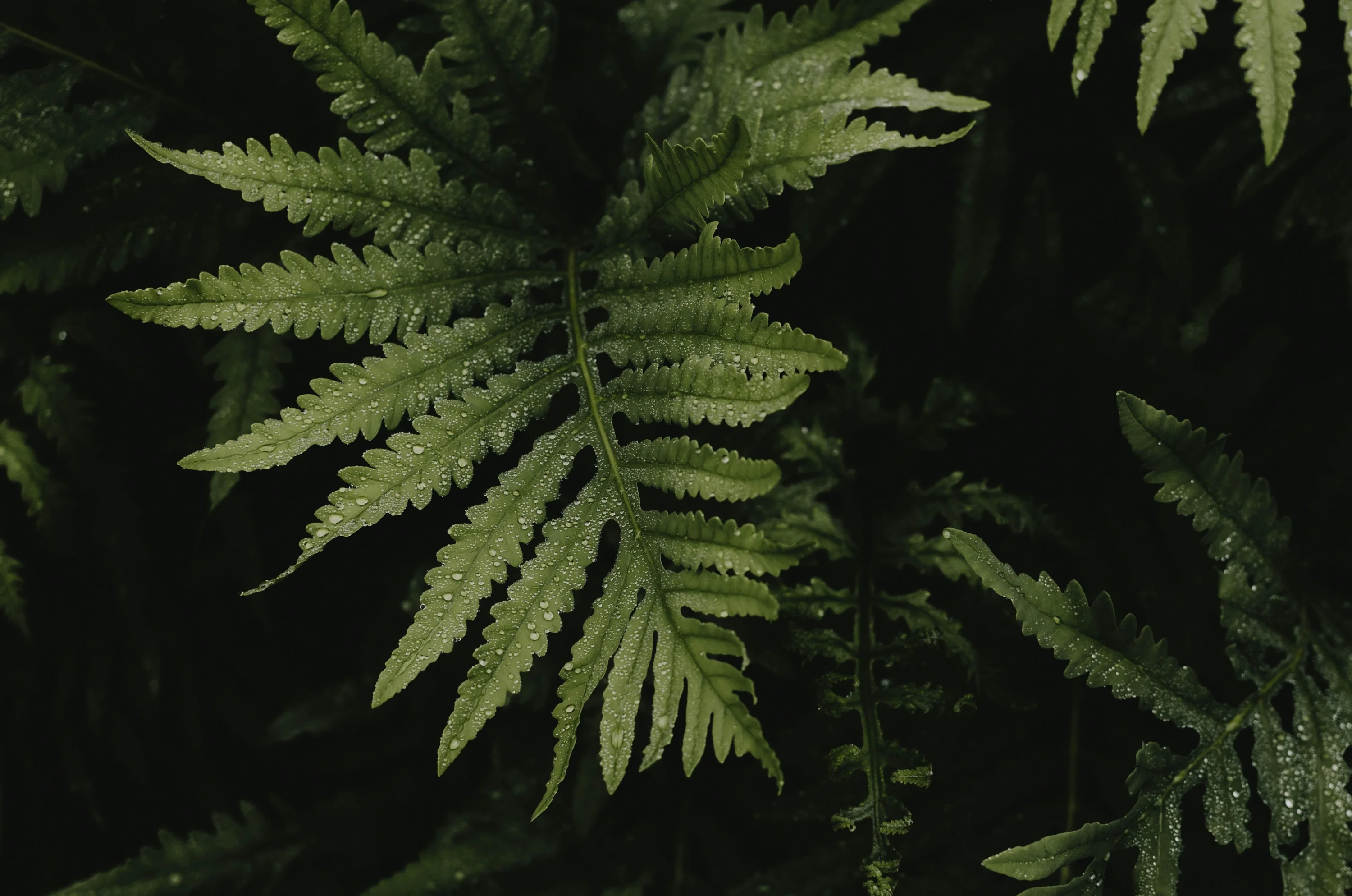 Boston Fern in a decorative pot on a shelf in a bright, humid bathroom next to a window.