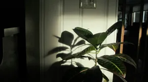 Bright Indirect Light - Plant Care Guide