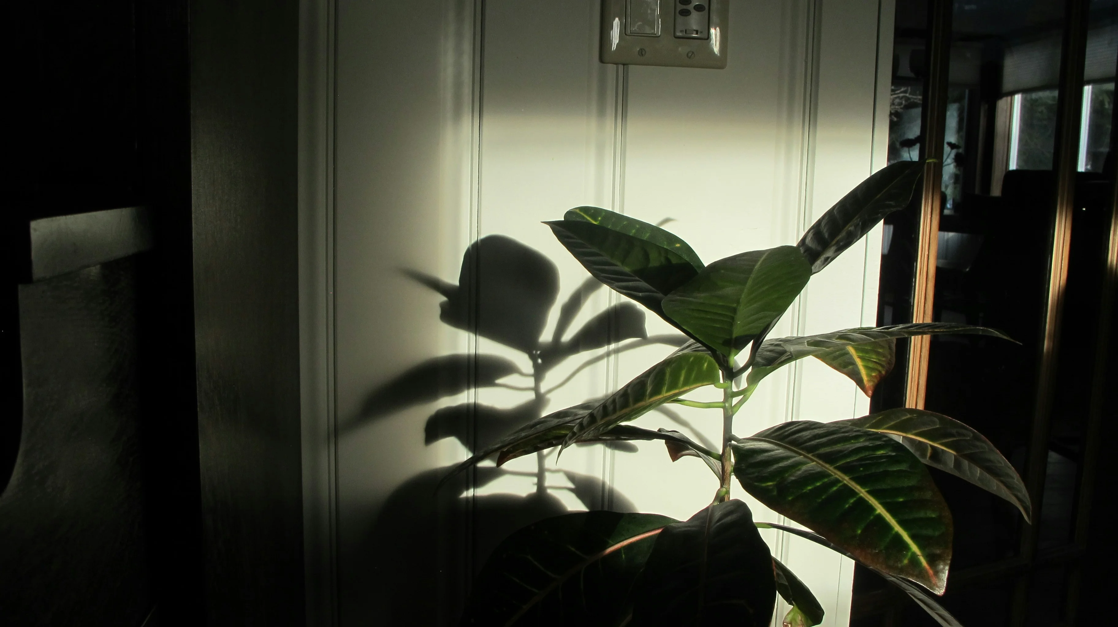 Bright Indirect Light - Plant Care Guide