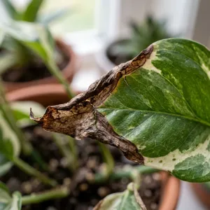 Brown tips on plant leaves