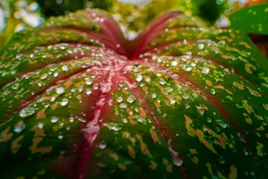 Close up of the translucent, stained-glass appearance of a Caladium leaf