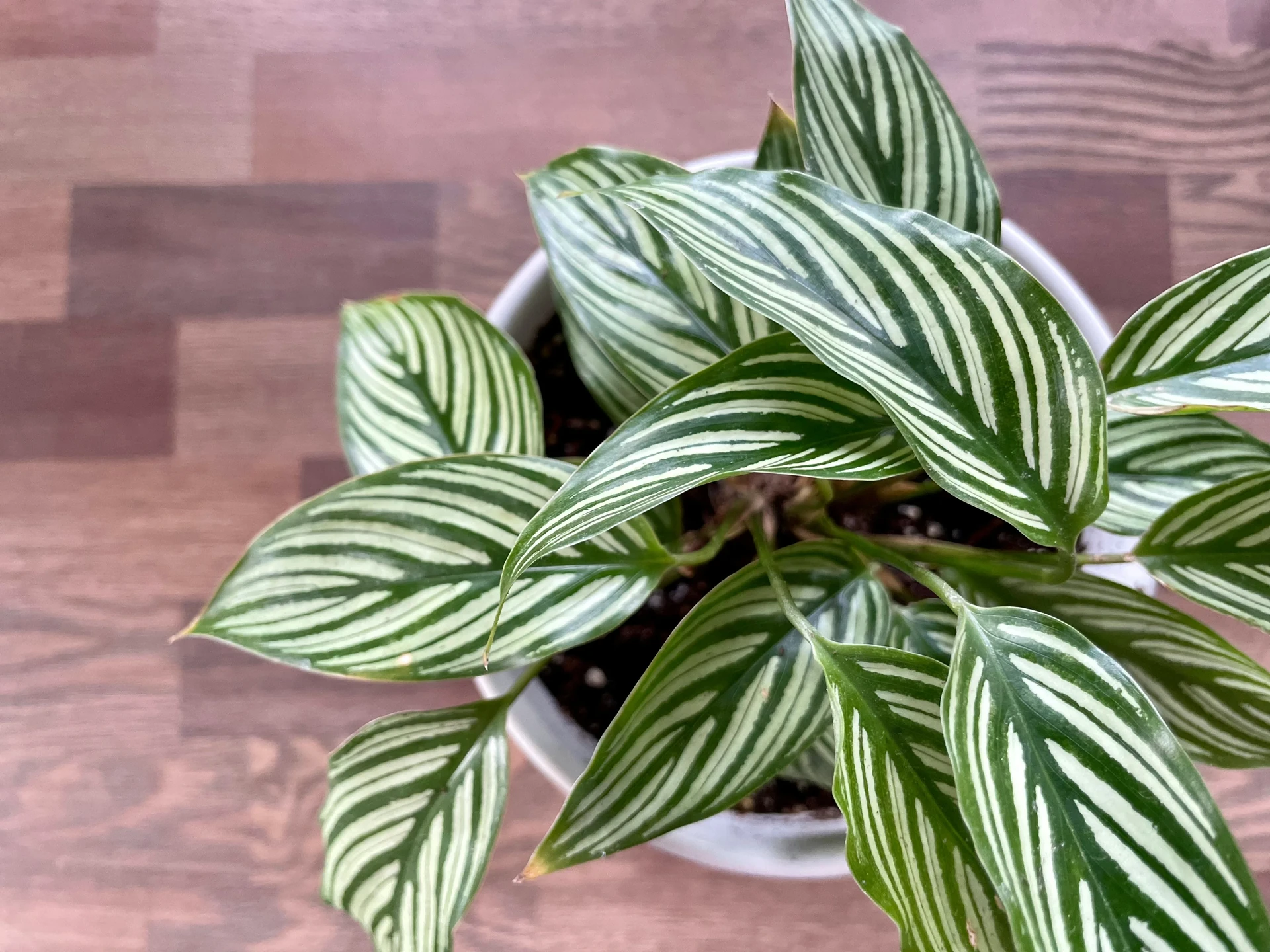 Large healthy Calathea plant thriving in a humid indoor environment next to a misting humidifier