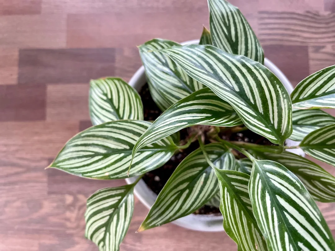Close up of the striking pink pinstripes on a Calathea leaf
