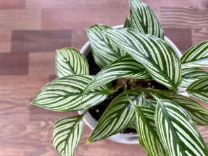 Close up of the reptile-like pattern on a Calathea lancifolia