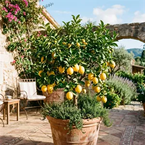 A thriving dwarf citrus tree in a large terracotta pot on a sunny patio, with ripe fruits visible