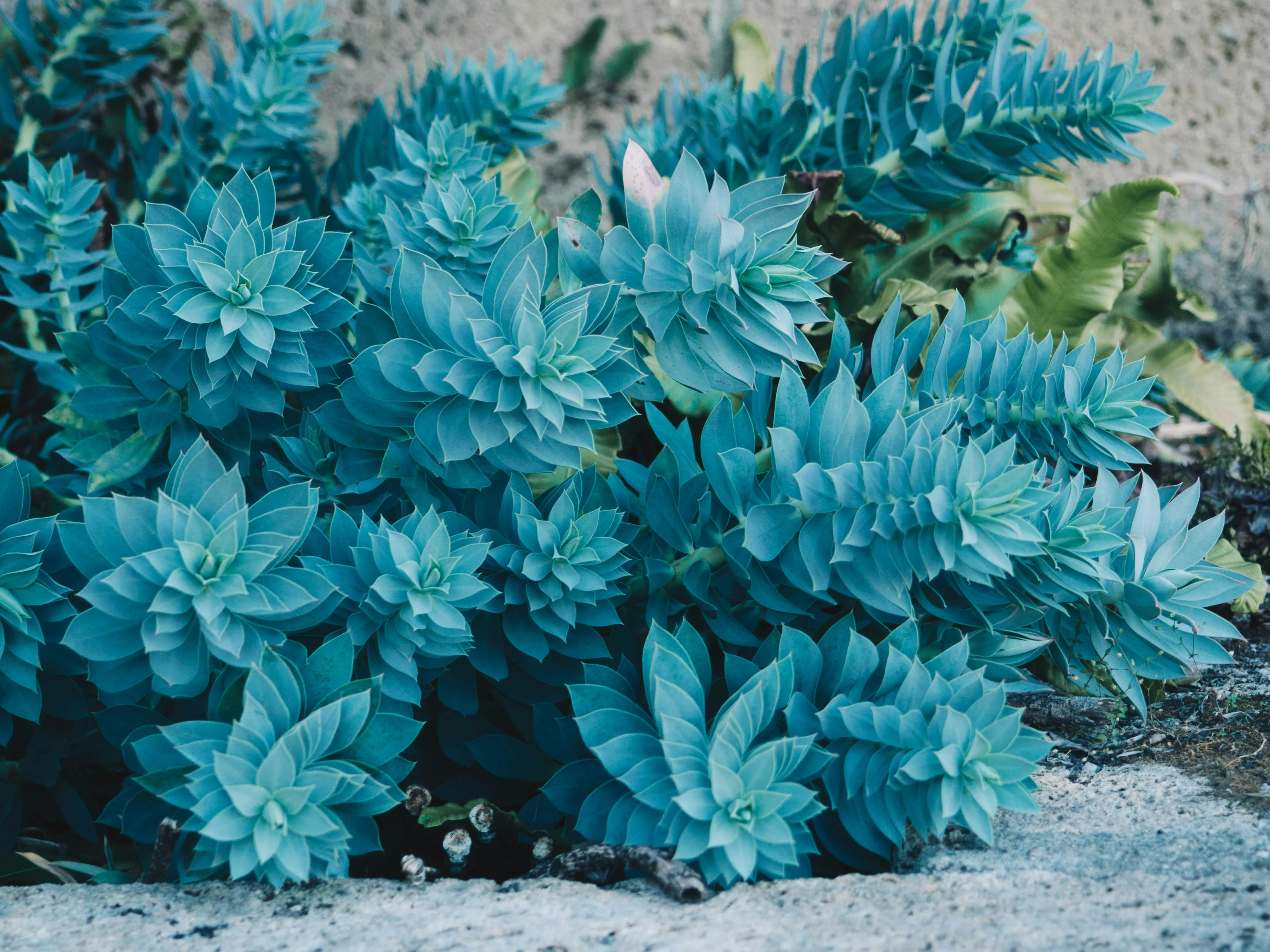 Close up of the metallic foliage of Epipremnum pinnatum Cebu Blue
