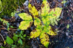Close up of a heat-stressed potted plant with severely curled leaves under strong sunlight