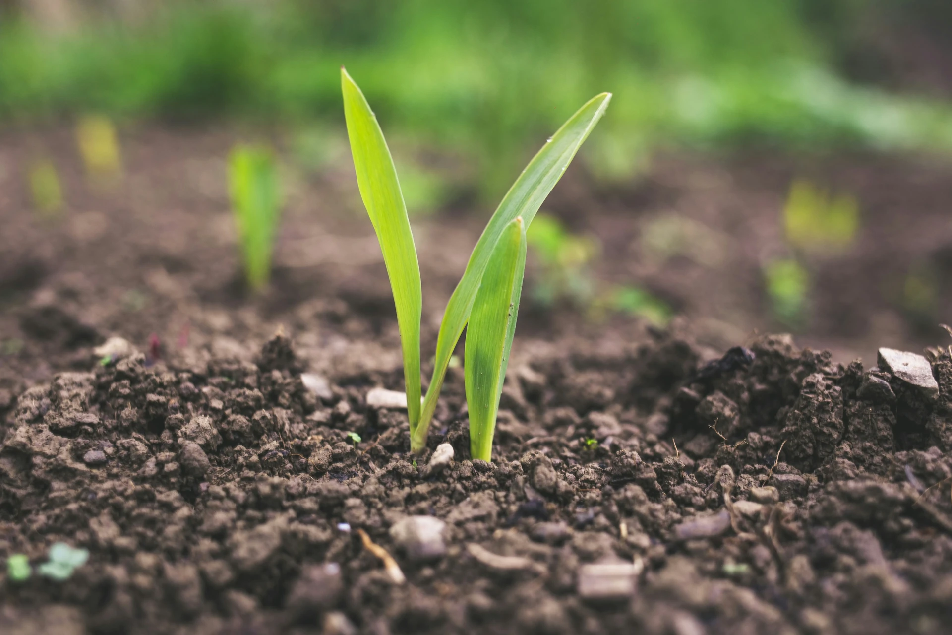 Organic Compost reference image