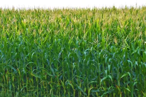 Close up of the yellow and green striped foliage of the Mass Cane