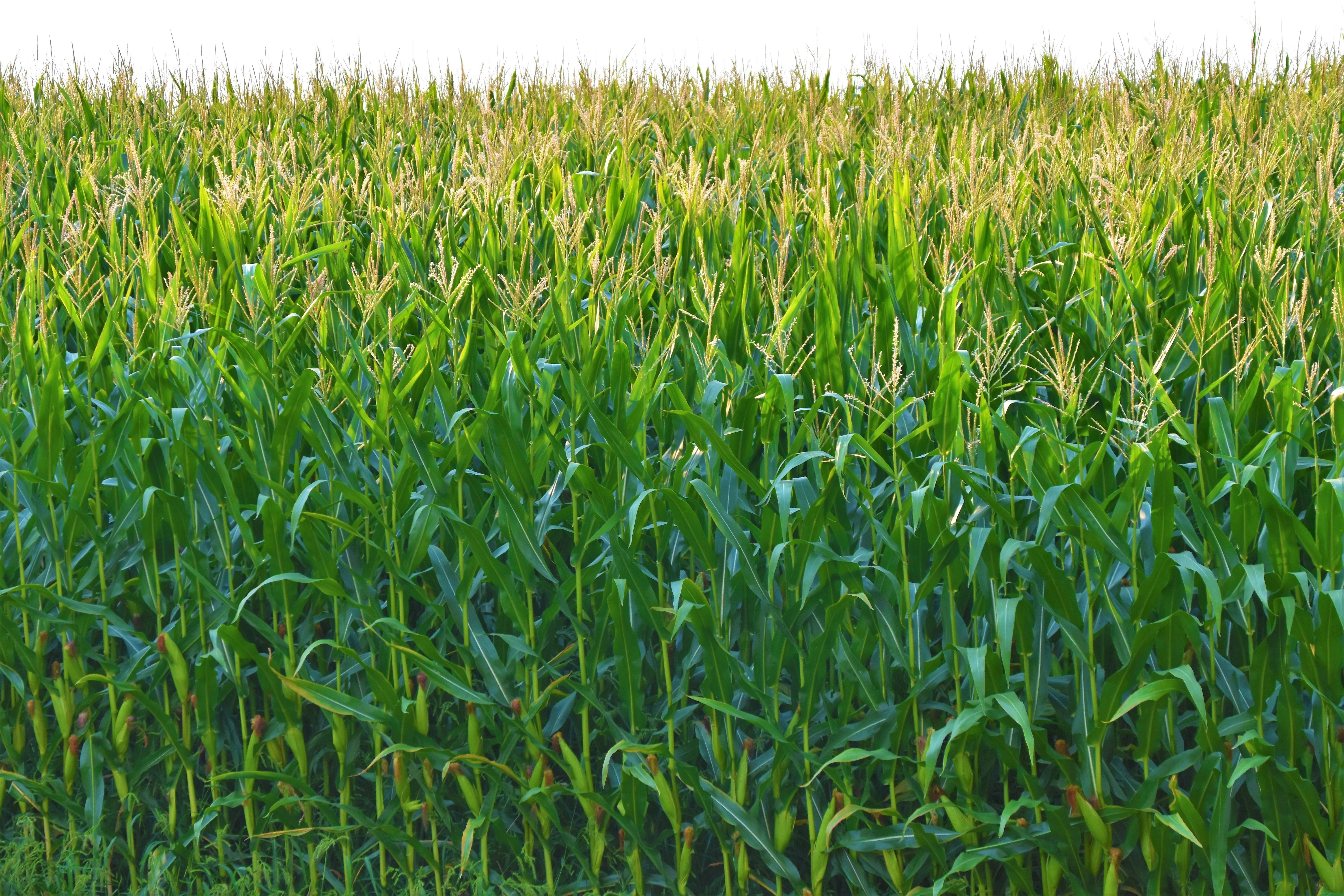 Close up of the yellow and green striped foliage of the Mass Cane