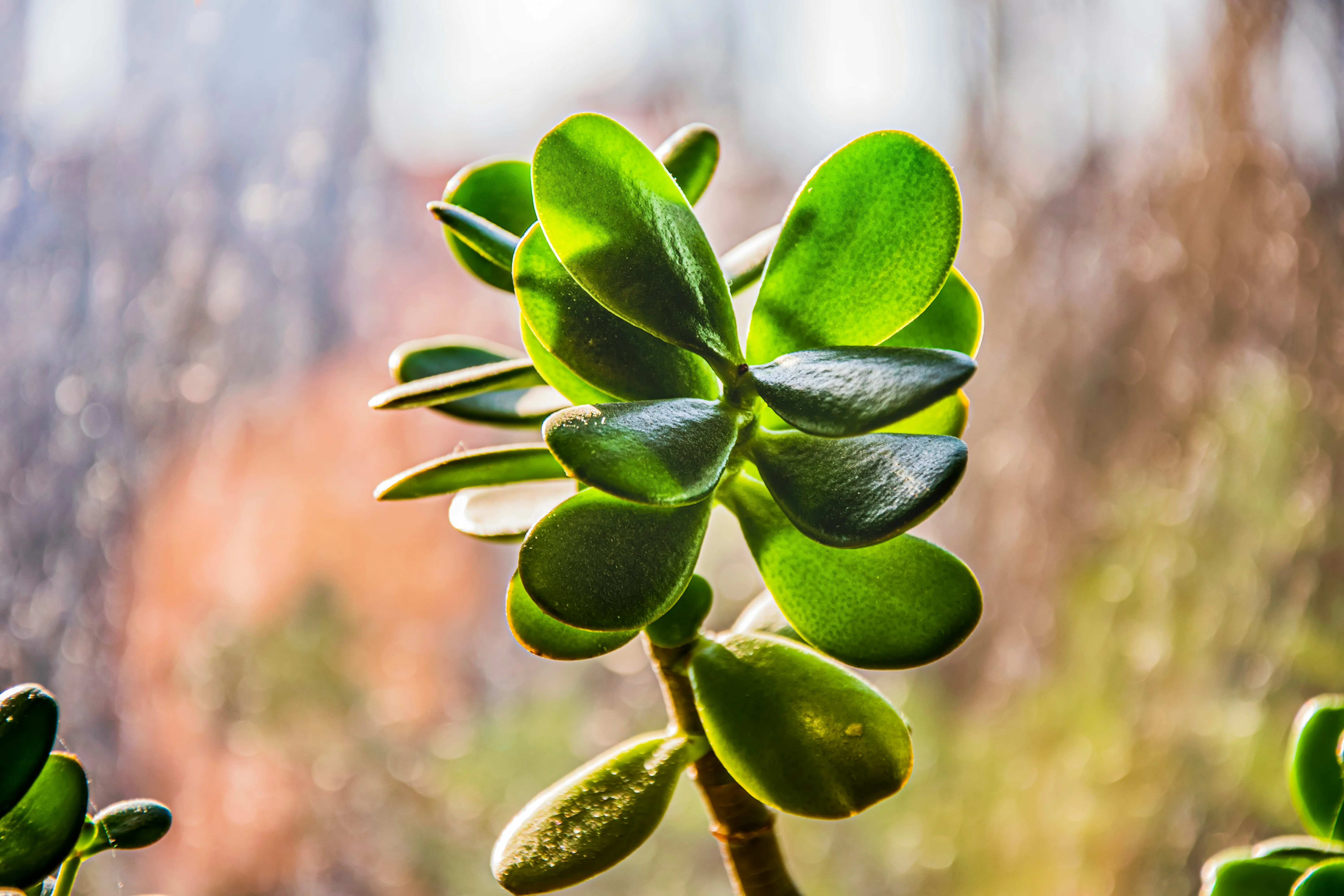 Close up of the stacked 'buttons' on Crassula perforata