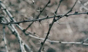 Close up of the colorful bracts and sharp spines of the Crown of Thorns
