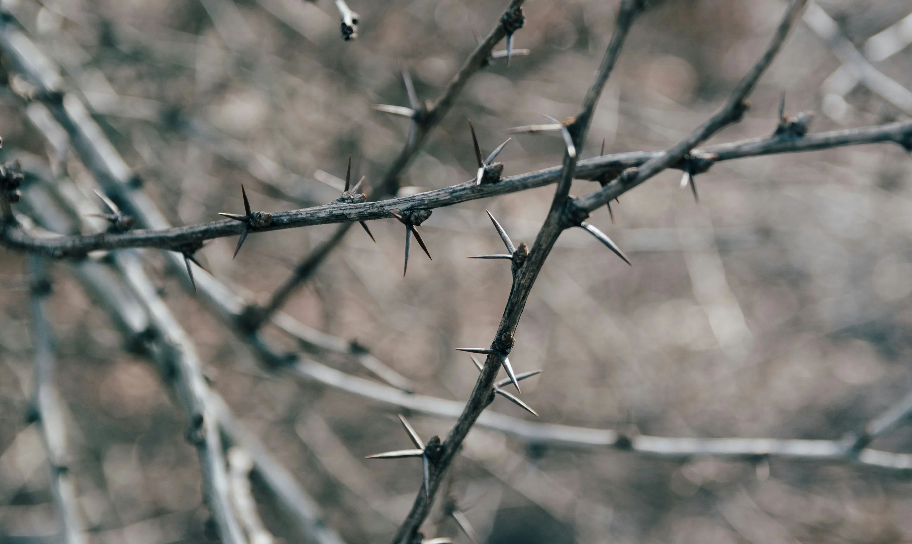 Close up of the colorful bracts and sharp spines of the Crown of Thorns