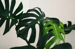 Curling Leaves - Plant Care Guide