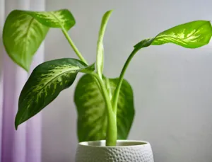 Close up of the intricate variegation on a Dieffenbachia leaf