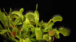 Close up of the trigger hairs and teeth inside a Venus Flytrap