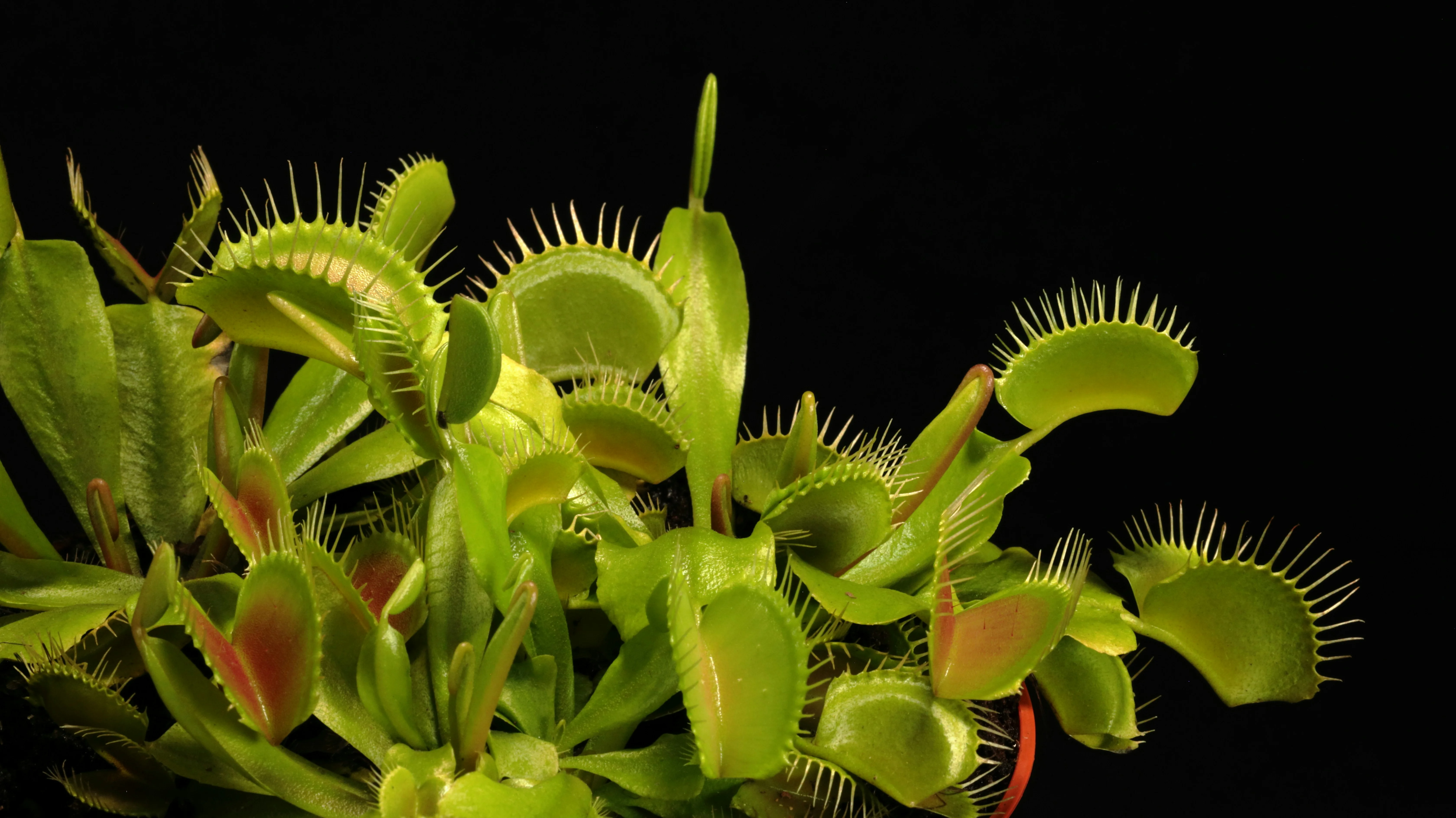 Close up of the trigger hairs and teeth inside a Venus Flytrap