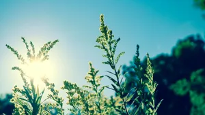 Direct Sunlight - Plant Care Guide