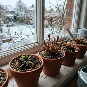 Dormant Venus flytrap and Sarracenia pots on a cool bright windowsill in winter with trimmed foliage and barely damp peat substrate