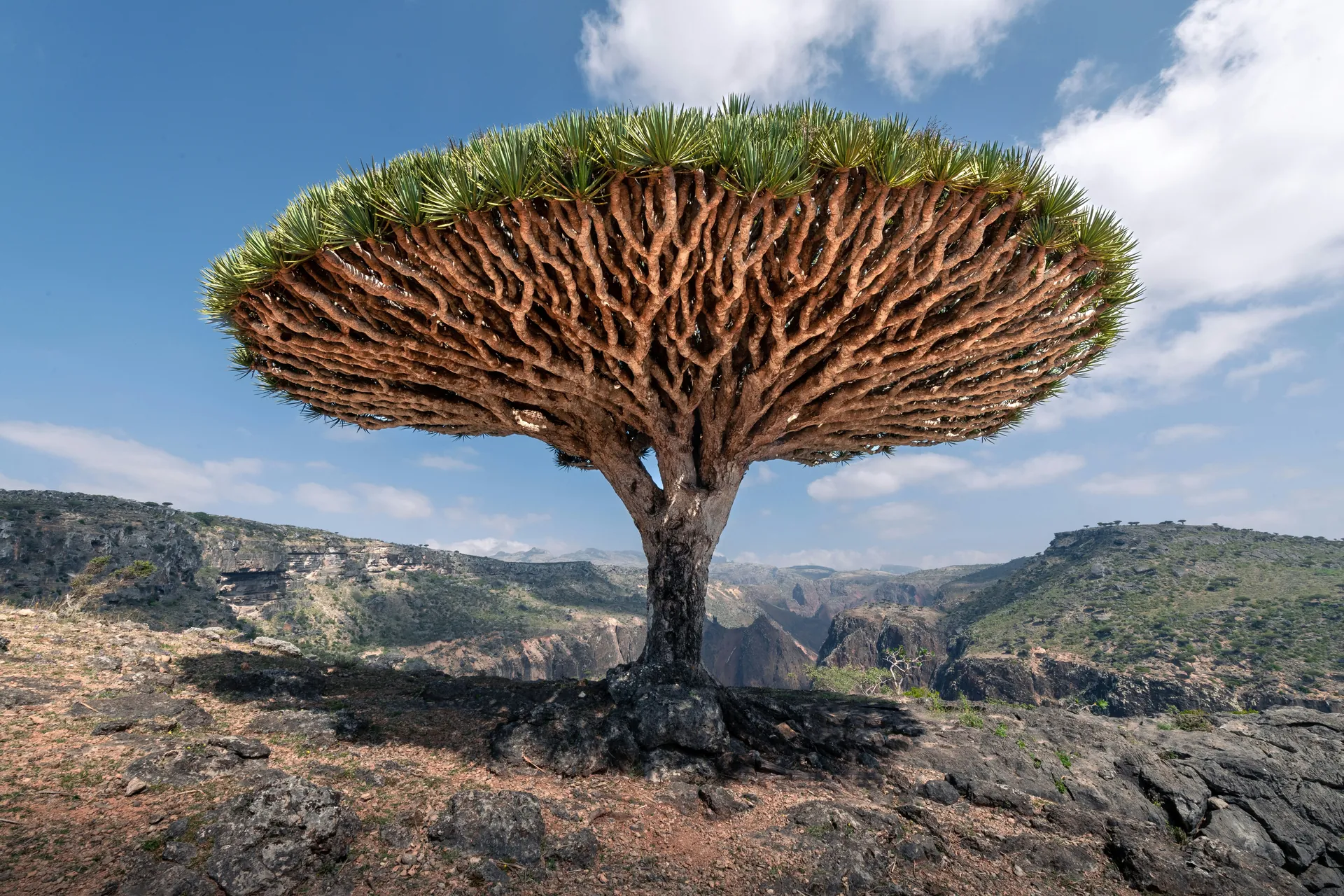 Madagascar Dragon Tree with multiple woody canes and arching green leaves in a tall terracotta floor pot