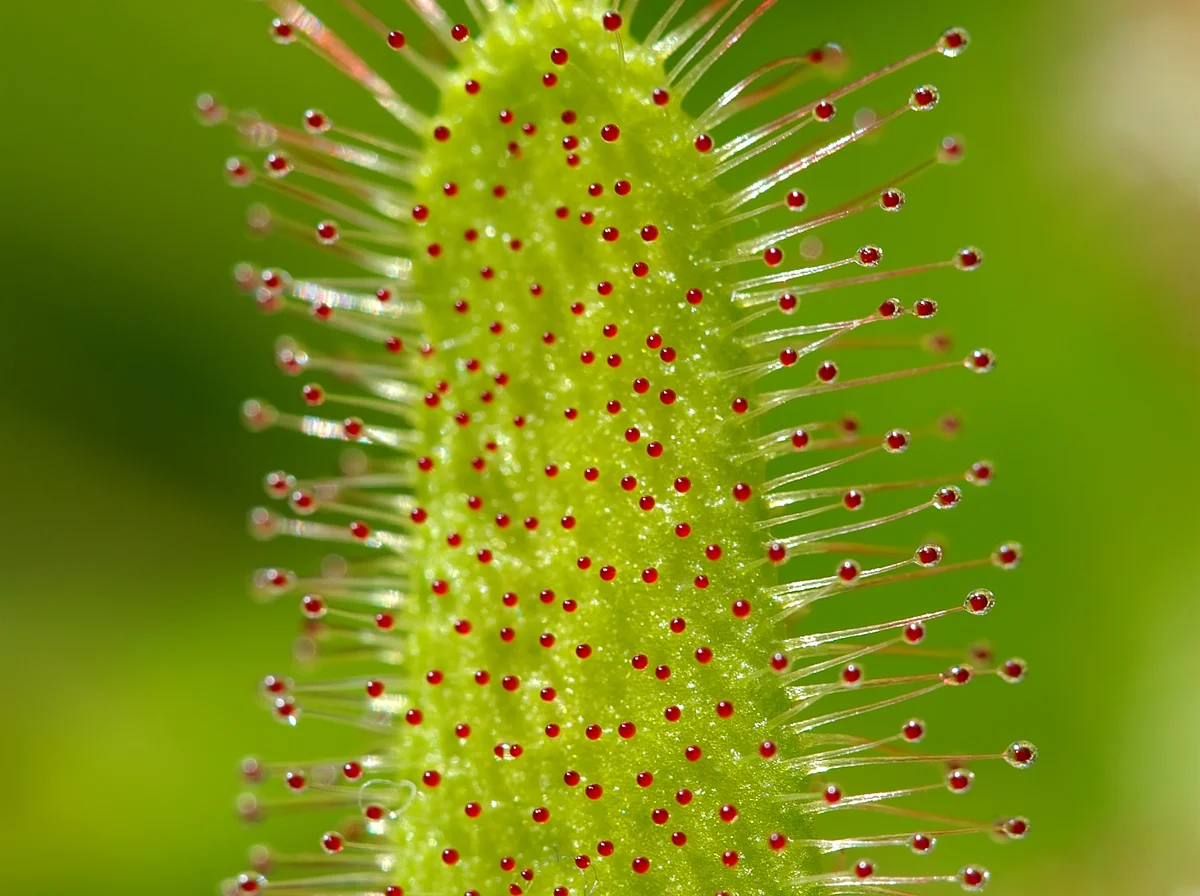 Drosera capensis with red tentacles and glistening dew drops on long sticky leaves